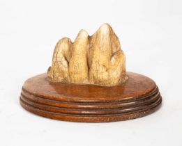 A mounted tooth fossil