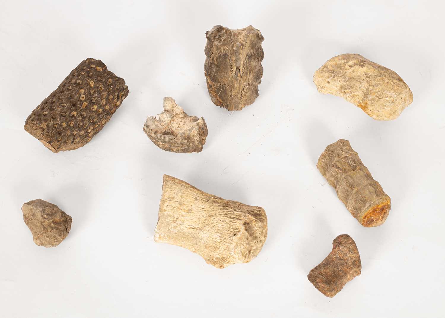 A quantity of fossils