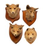 Four taxidermy fox masks