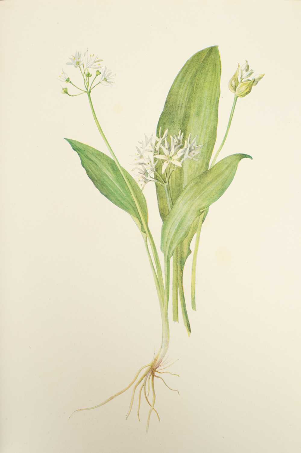 Perrin (Mrs Henry) British Flowering Plants - Image 2 of 8