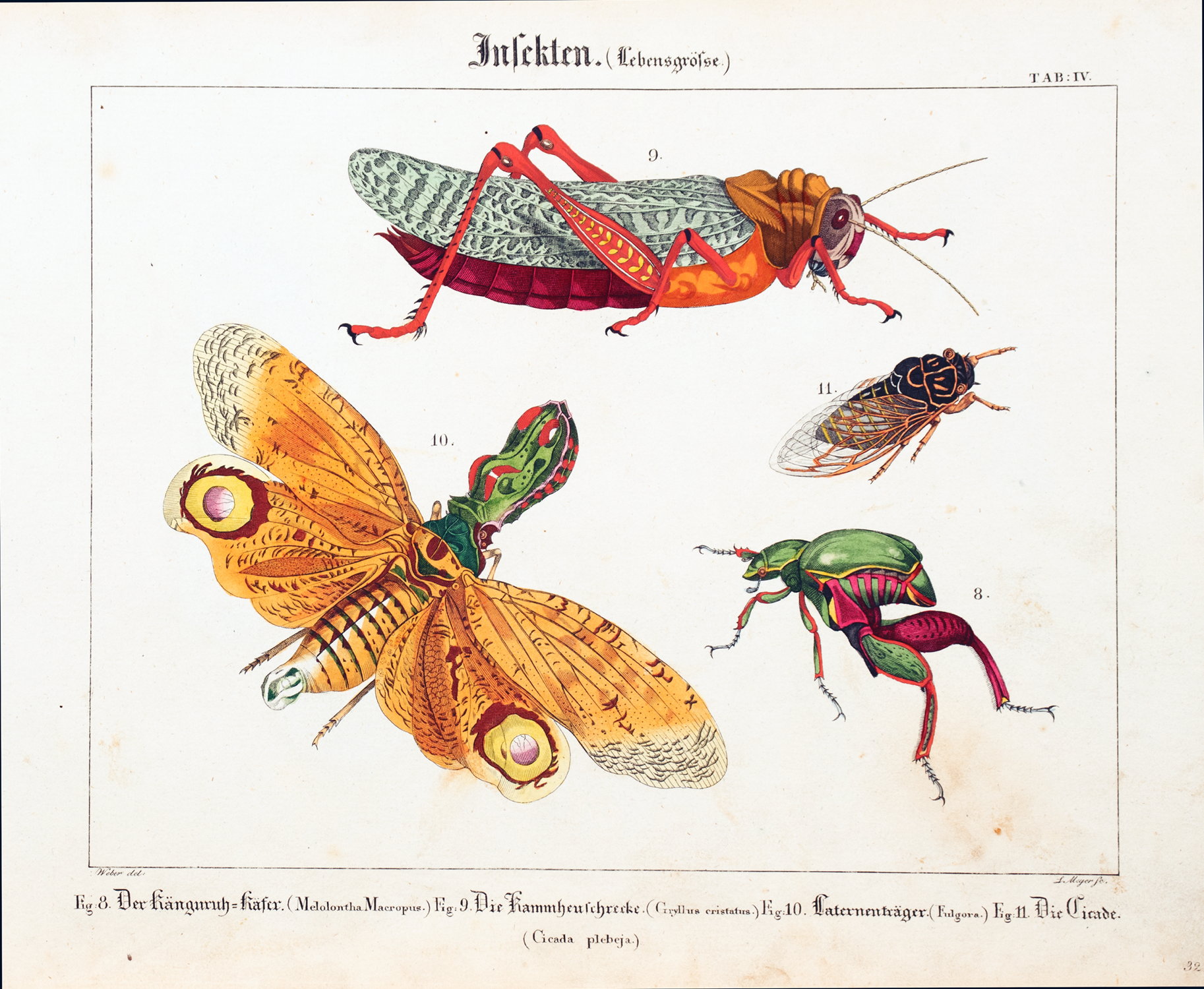Kupfer-Sammlung besonders zu F. P. Wilmsens Handbuch der Naturgeschichte - Image 5 of 6