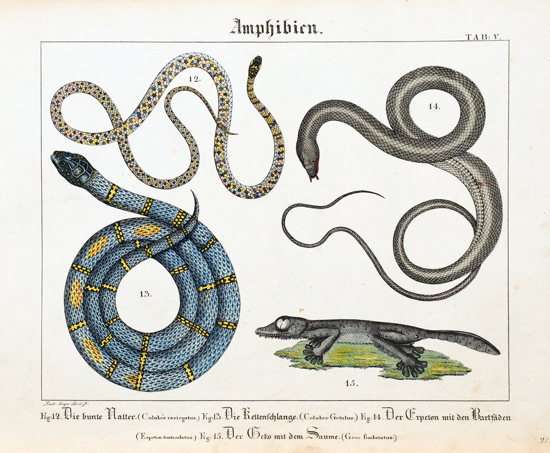 Kupfer-Sammlung besonders zu F. P. Wilmsens Handbuch der Naturgeschichte - Image 3 of 6