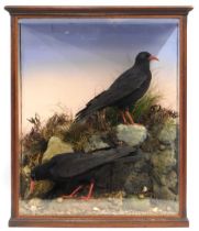 A 19thC. cased rare pair of Cornish choughs taxide
