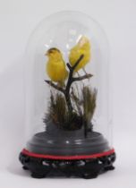 Two taxidermied canaries under glass dome, 360mm t