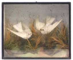 An antique cased rare white sparrow taxidermy with