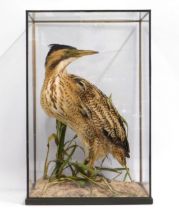 A taxidermied Bittern set in glass case with natur
