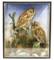 An antique cased pair of tawny owls taxidermy with