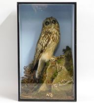 An antique cased short eared owl taxidermy within