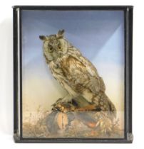 An antique cased long eared owl taxidermy within n