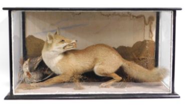 An antique cased fox with prey taxidermy within na