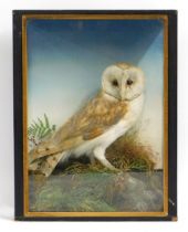 An antique cased barn owl taxidermy within natural