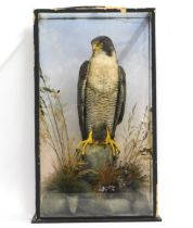 An antique cased peregrine falcon taxidermy within
