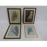 Maureen E. Airey, Cornwall, four framed pastel paintings of budgerigars