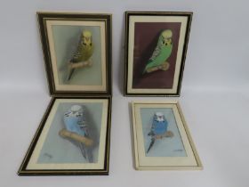 Maureen E. Airey, Cornwall, four framed pastel paintings of budgerigars