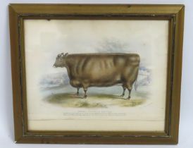 A framed print of a Short Horned Heifer, gold meda