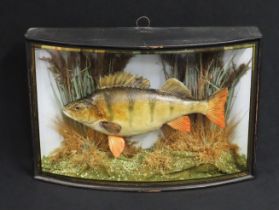 A cased taxidermied Perch caught by S. Kendall at