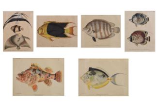 Group of early 19th century hand-coloured engraved prints of tropical fish