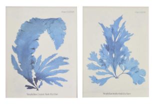 Two modern botanical prints