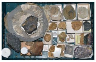 Approximately twenty-five geology specimens of rocks, fossils, crystals, etc