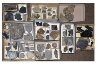 Approximately seventy-five geology specimens of fossils, etc