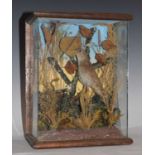 Taxidermy - Early 20th century cased preserved songbird
