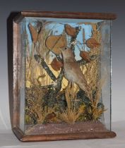 Taxidermy - Early 20th century cased preserved songbird