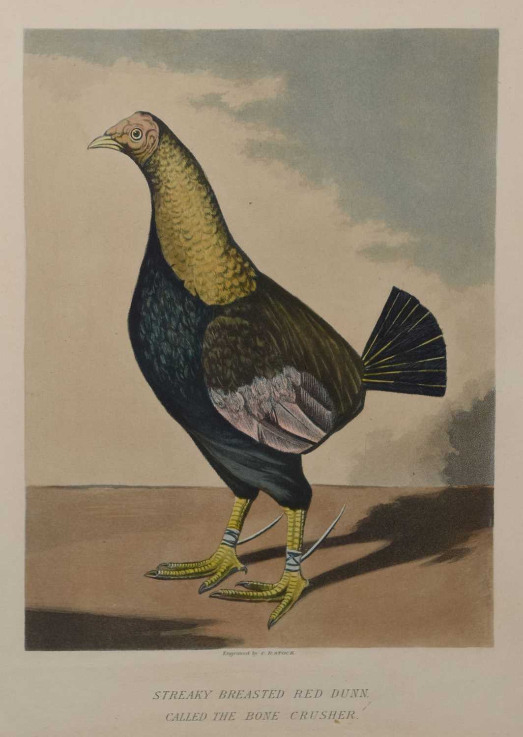 Pair ornithological prints, engraved by C.R. Stock - Image 2 of 8