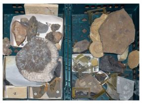 Approximately thirty geology specimens of fossils, etc