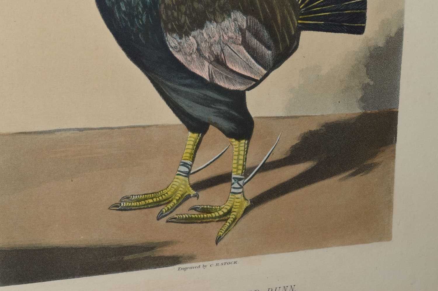 Pair ornithological prints, engraved by C.R. Stock - Image 5 of 8