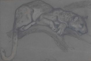 Attributed to Richard Joyce (1873-1931) - Pastel - Study of a cougar