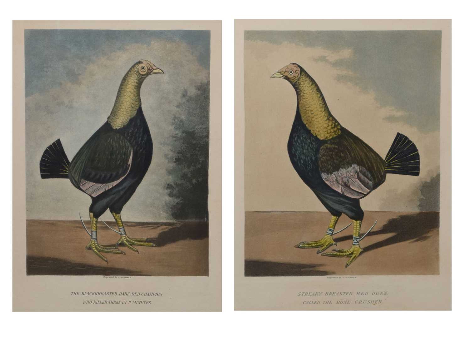 Pair ornithological prints, engraved by C.R. Stock