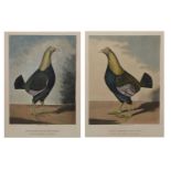 Pair ornithological prints, engraved by C.R. Stock