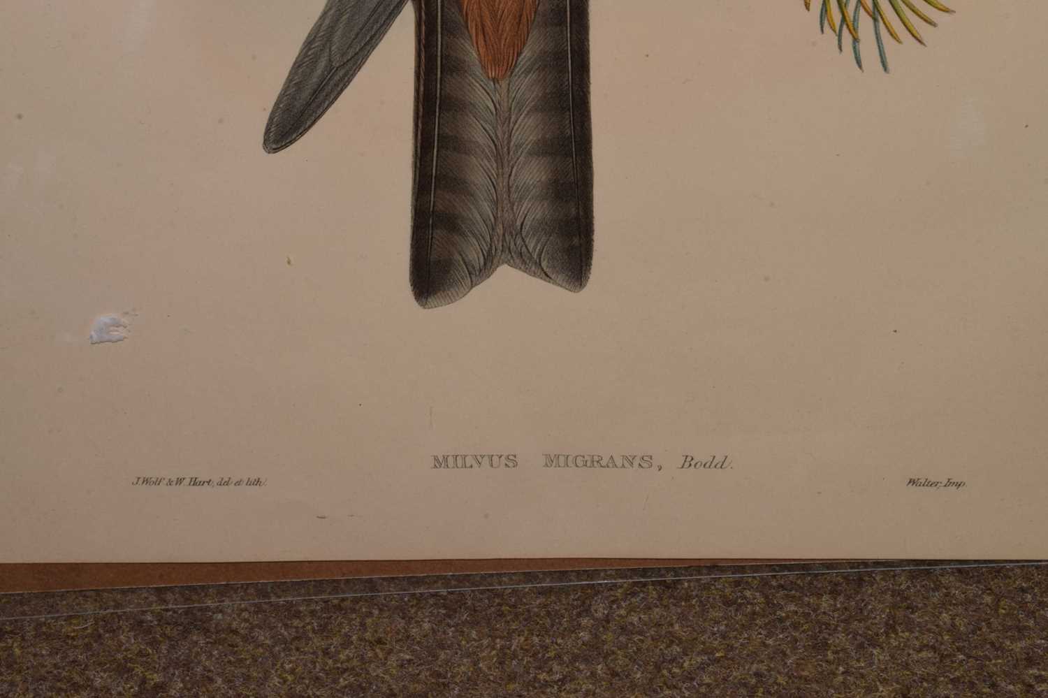 Joseph Wolf & William Hart hand-coloured lithograph - 'Milvus Migrans' - Image 2 of 6