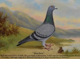 Andrew Beer (1862-1954) - Racing pigeon portrait