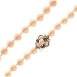 Necklace of cultured pearls with yellow metal (14K) clasp