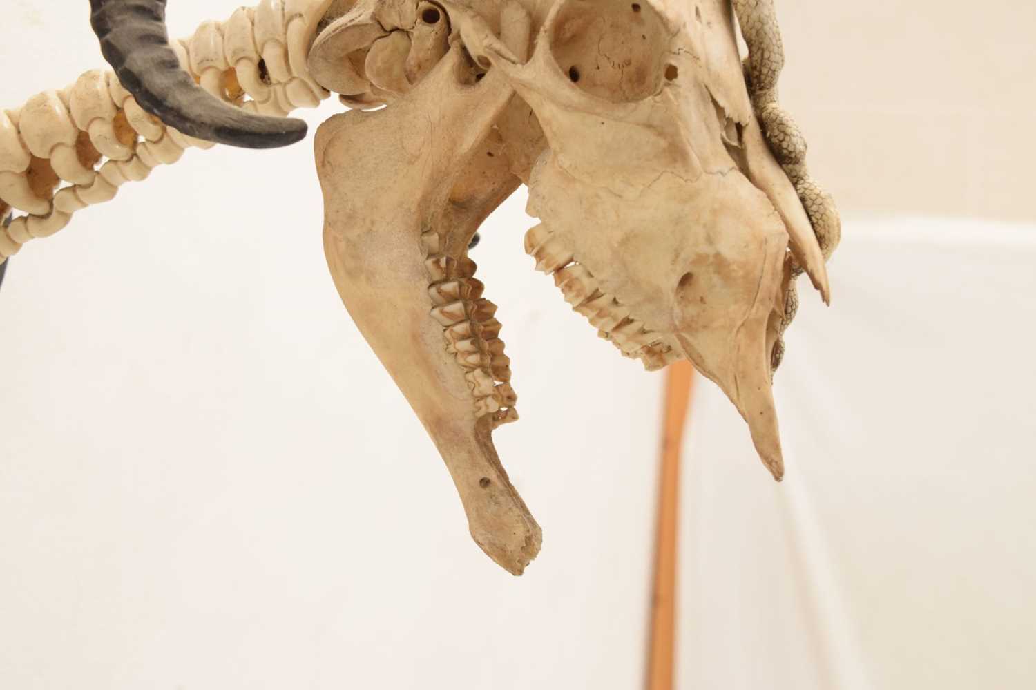 Mounted ram's head skull with snake - Image 9 of 11
