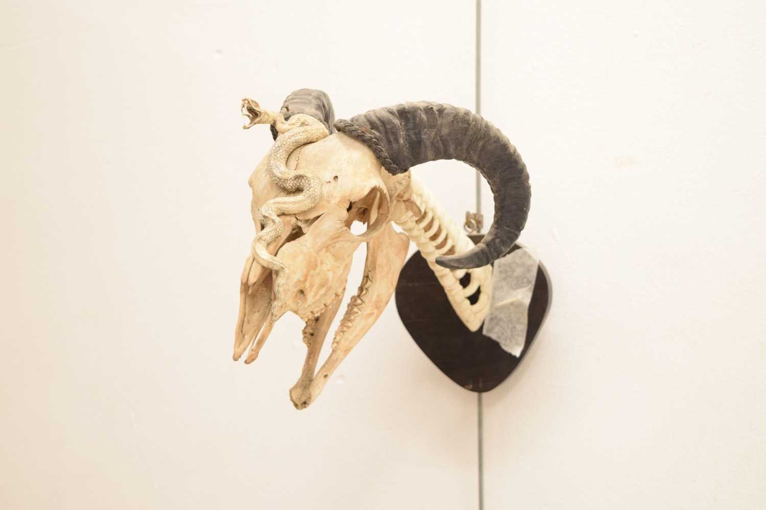 Mounted ram's head skull with snake - Image 5 of 11