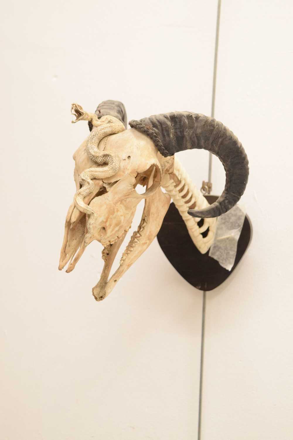 Mounted ram's head skull with snake - Image 3 of 11