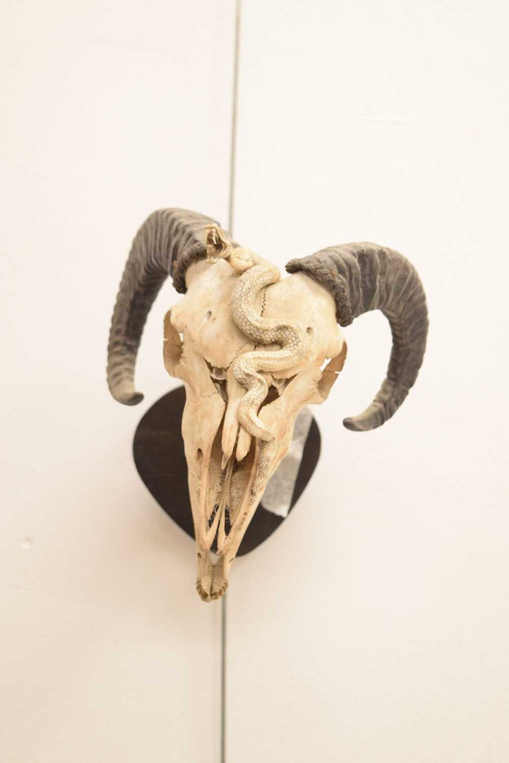 Mounted ram's head skull with snake - Image 2 of 11