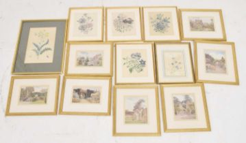 Set of botanical prints after George Samuel Elgood