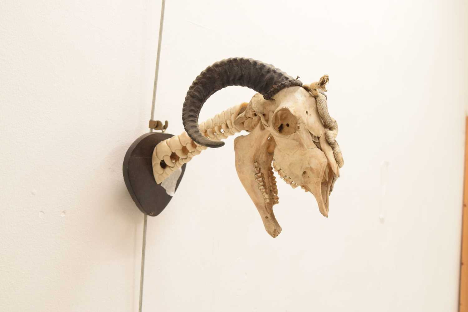 Mounted ram's head skull with snake - Image 4 of 11