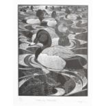 Colin See-Paynton (b. 1946) - Limited edition etching - 'Knob of Pochards'