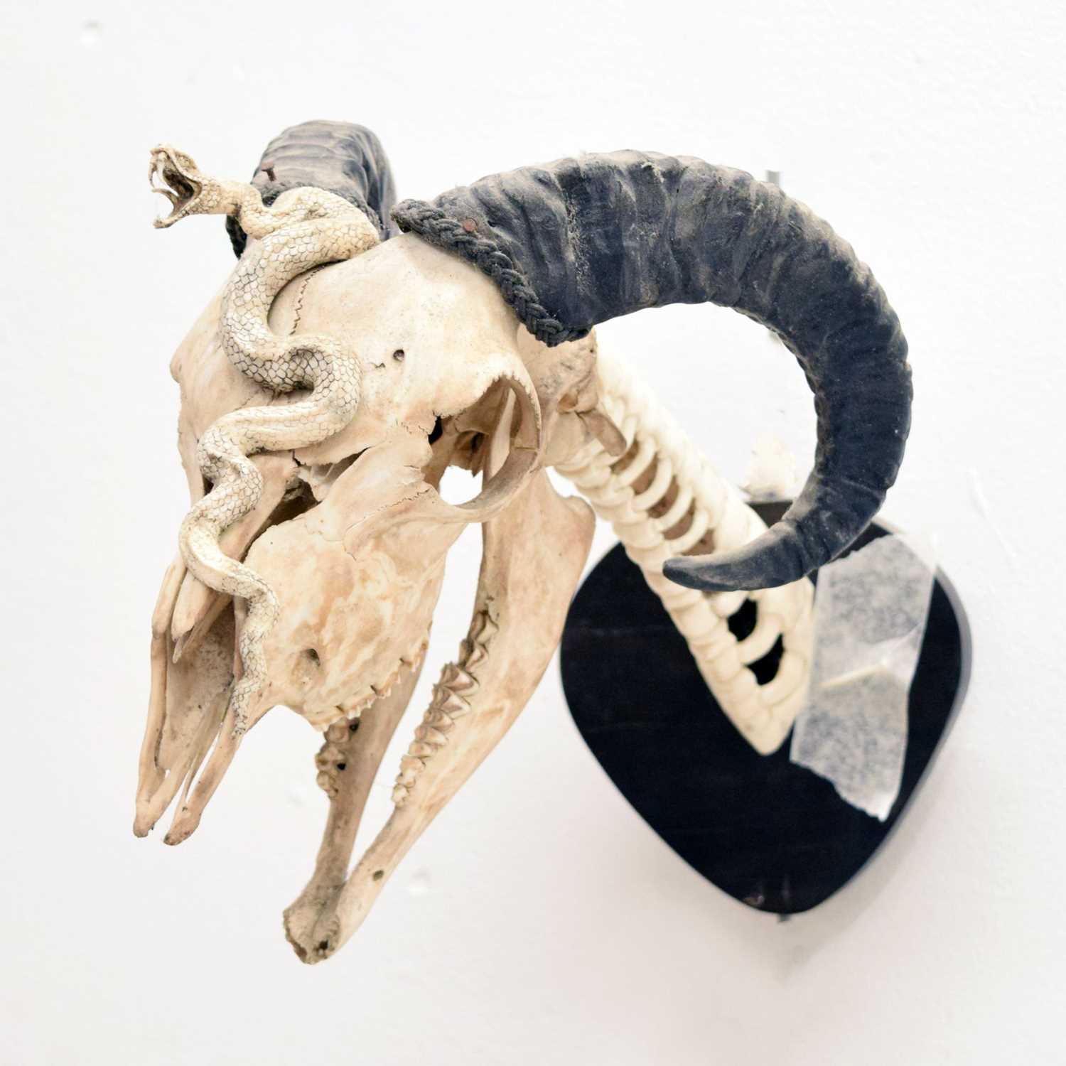 Mounted ram's head skull with snake