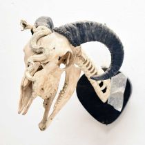 Mounted ram's head skull with snake