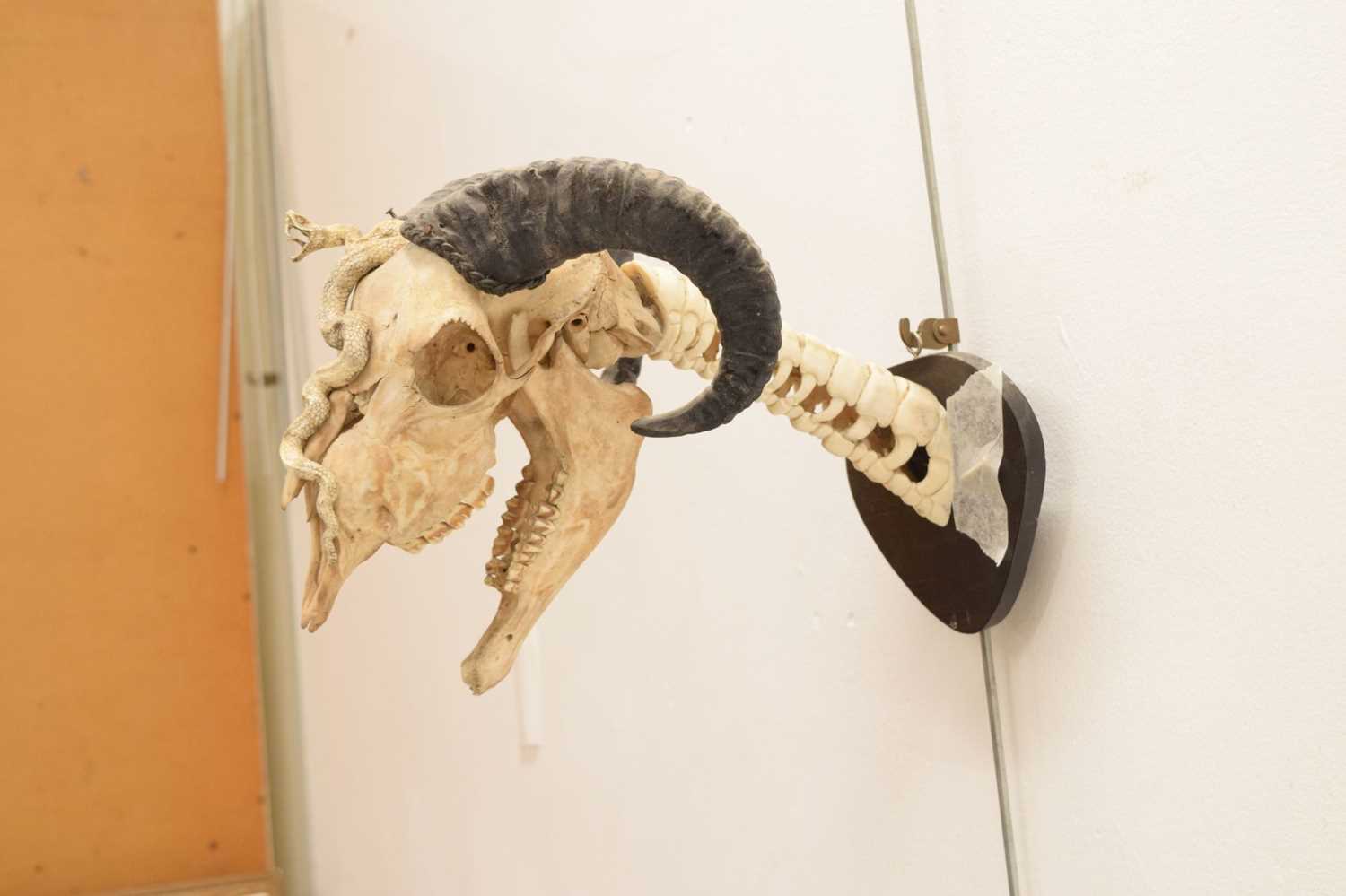 Mounted ram's head skull with snake - Image 6 of 11