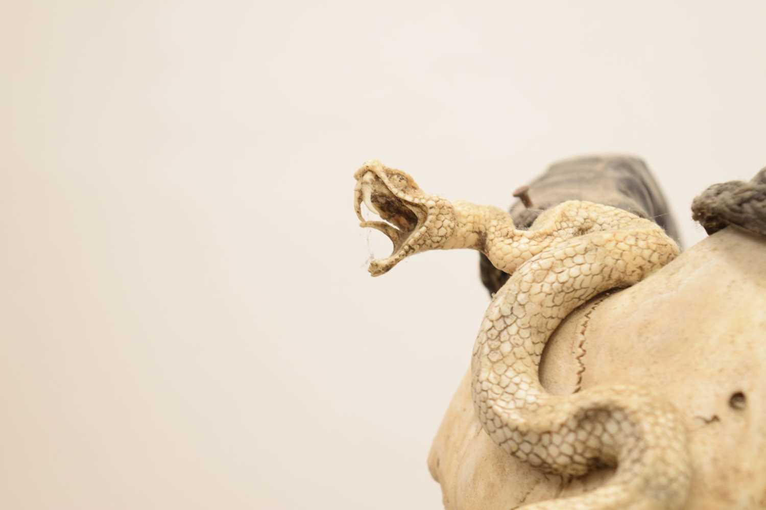 Mounted ram's head skull with snake - Image 7 of 11