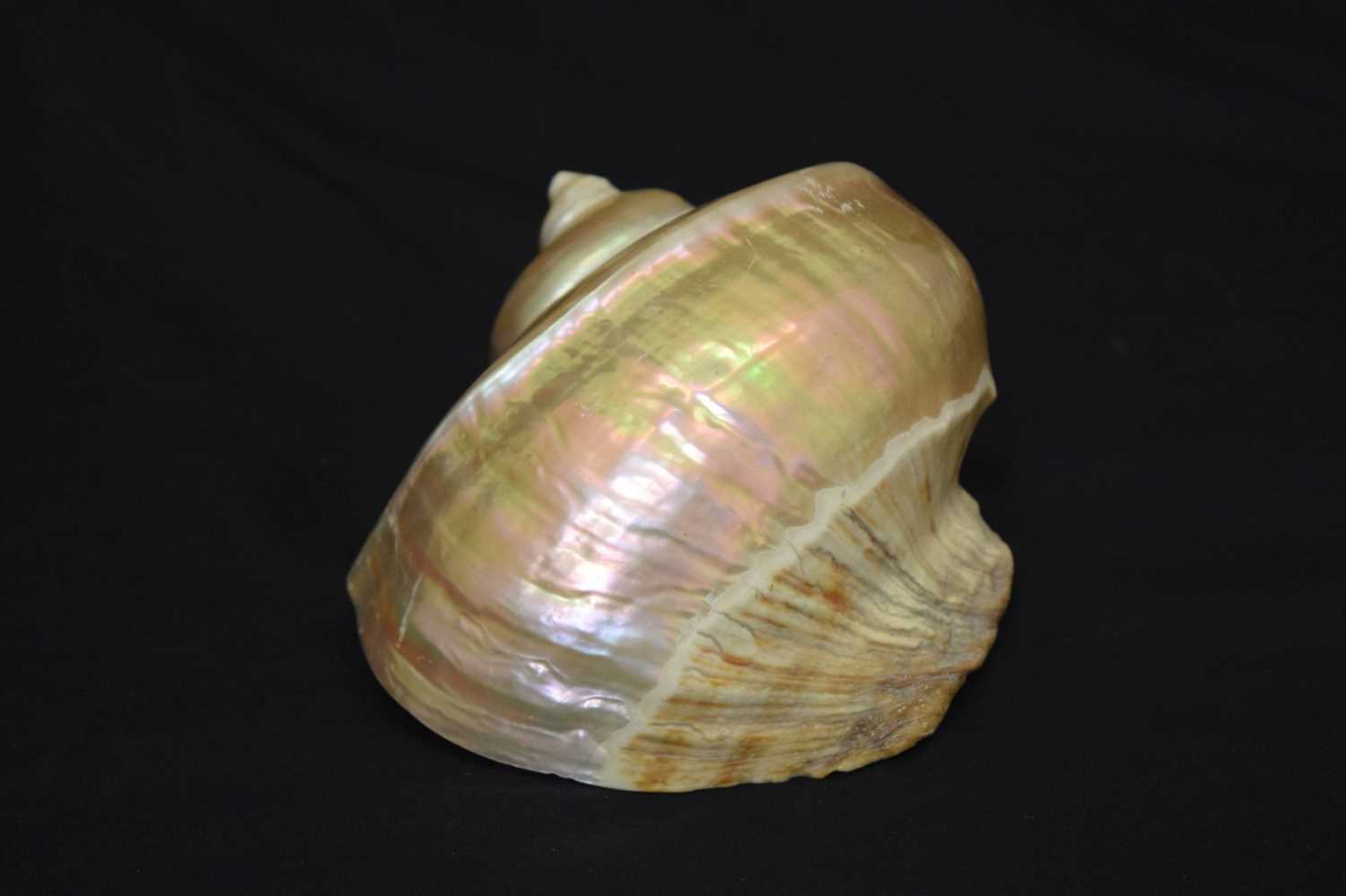 Large conch shell - Bild 5 aus 6