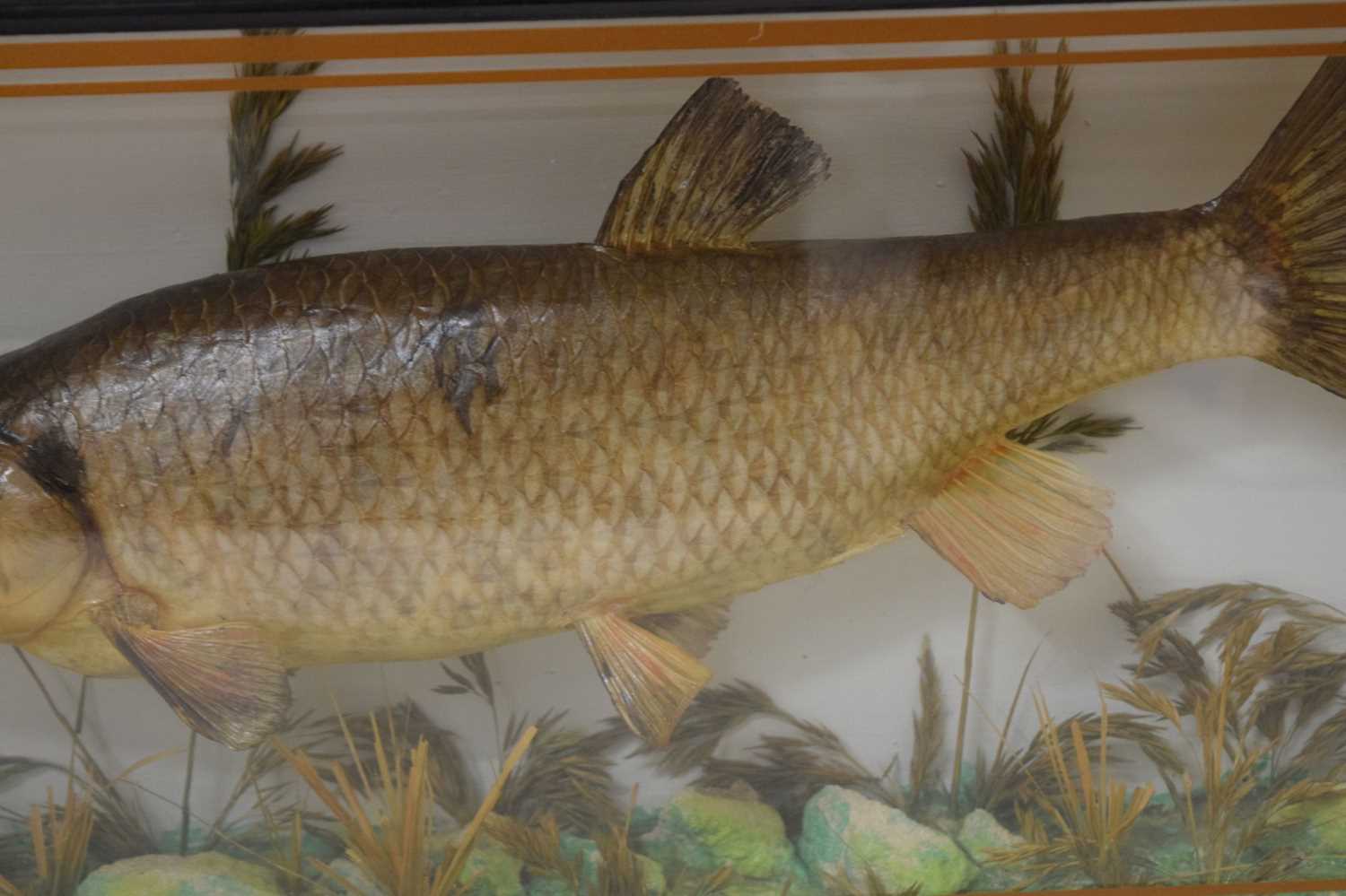 Taxidermy - Preserved Chub (Squalius cephalus) - Bild 4 aus 6