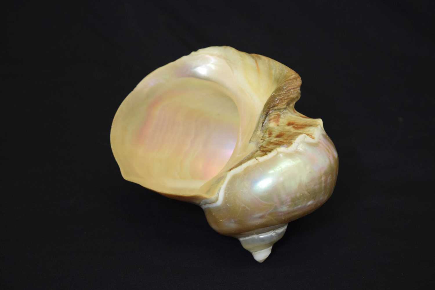 Large conch shell - Bild 6 aus 6