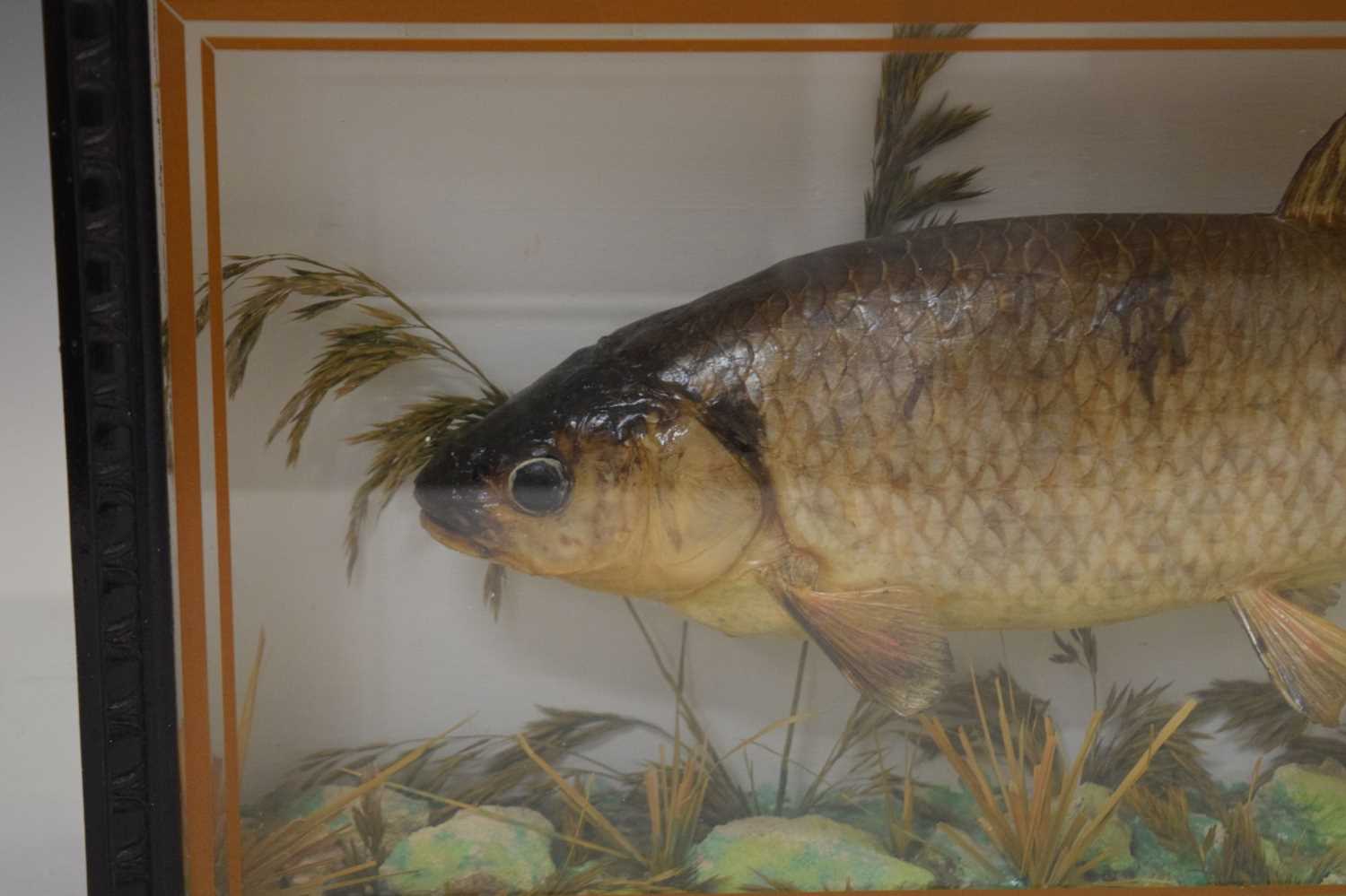 Taxidermy - Preserved Chub (Squalius cephalus) - Bild 3 aus 6